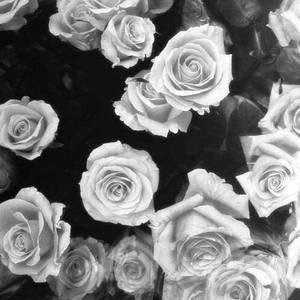 Meet your Posher, Batoul